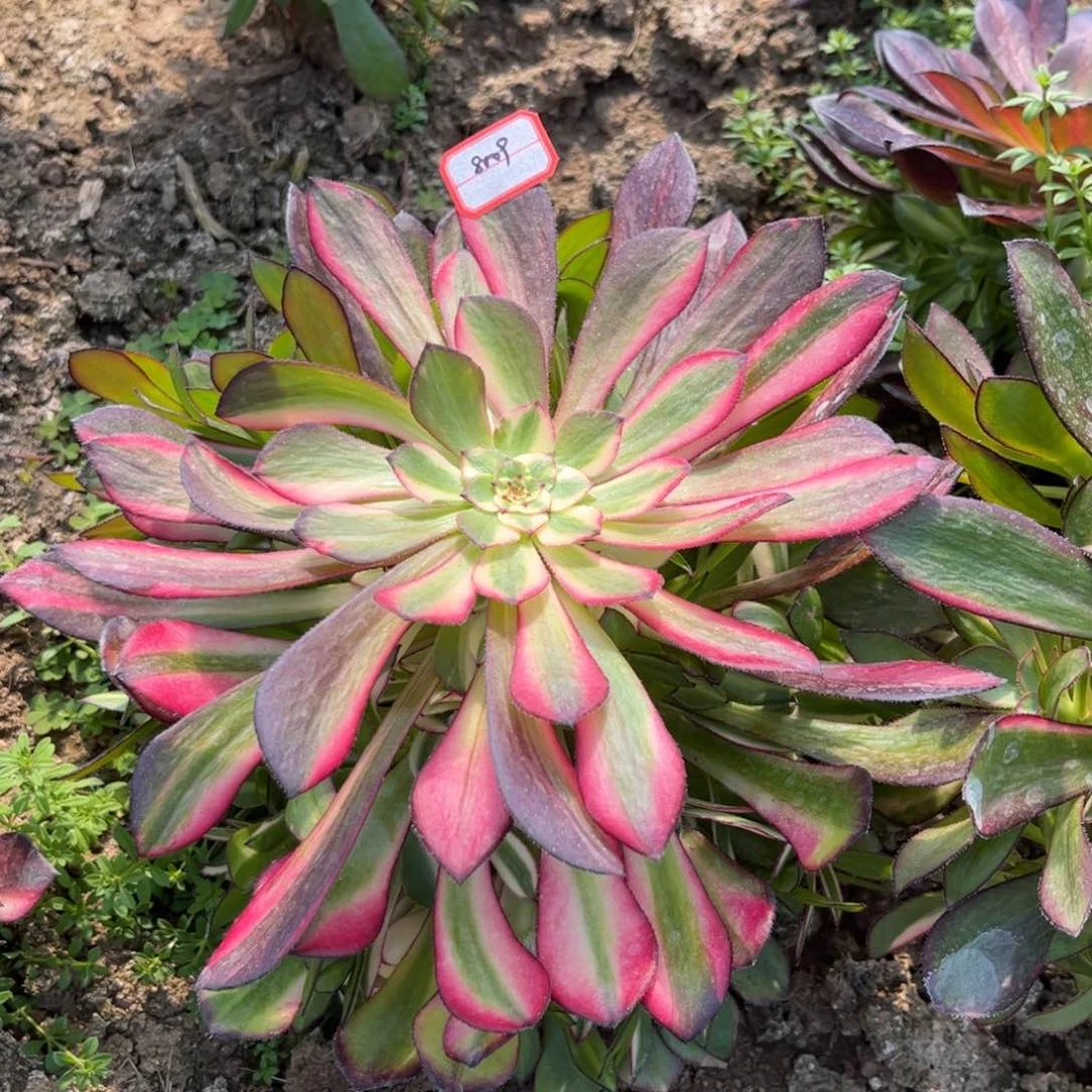 8009多肉植物铜壶七彩