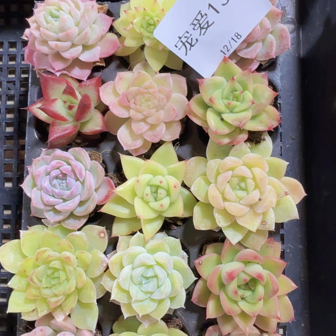 直播福利一物一拍168