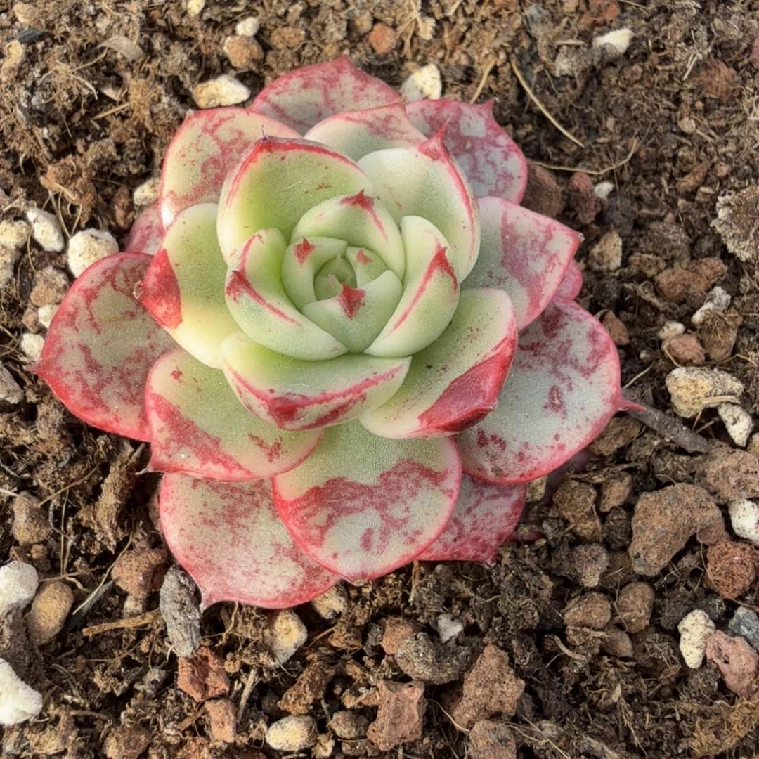 血斑斗牛士 安吉园艺锦