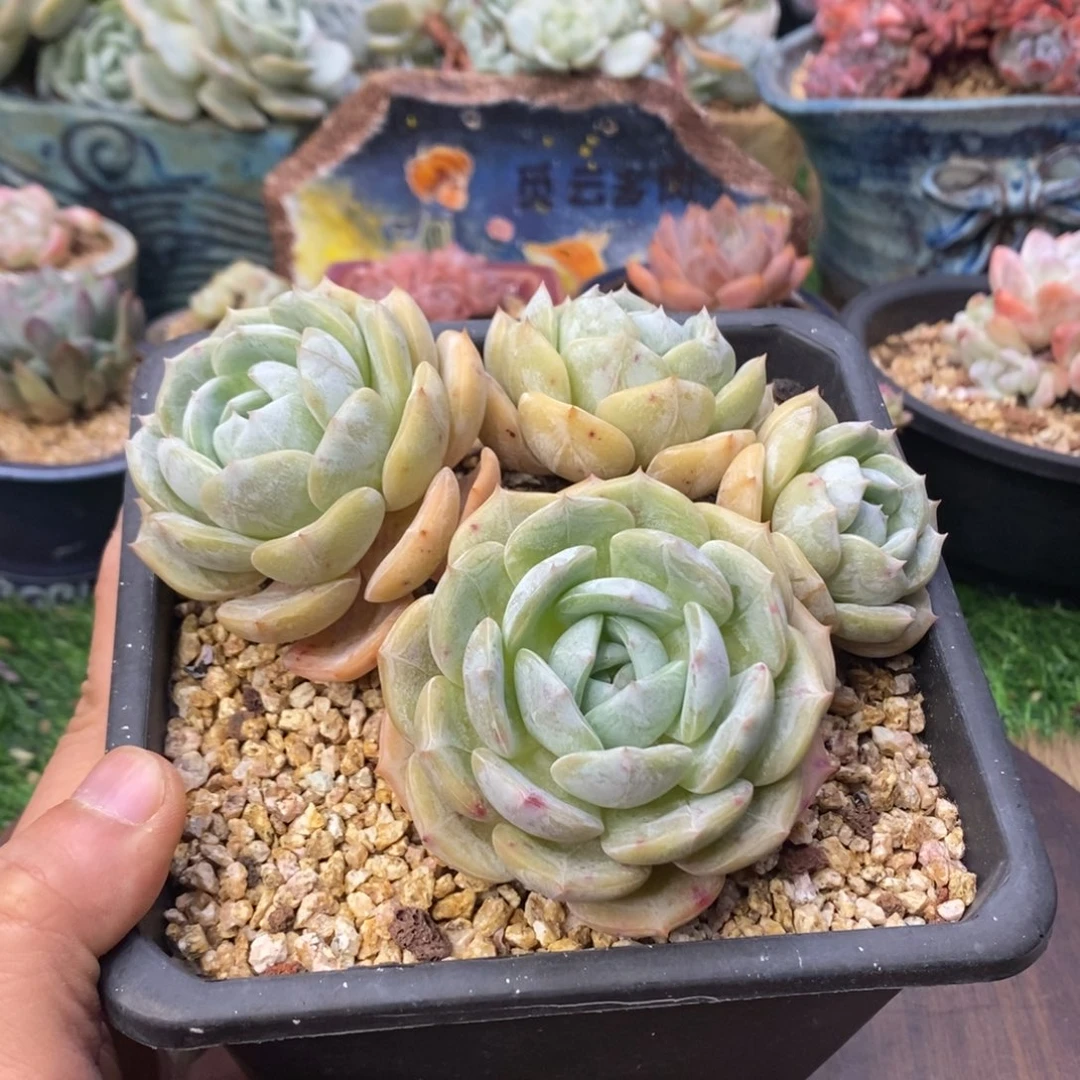 劳林老桩四头群生无砍