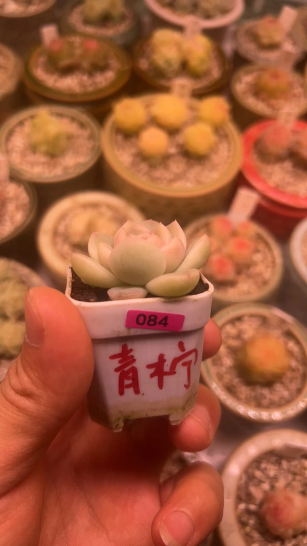 84号青柠65号相柳多肉植物一物一拍