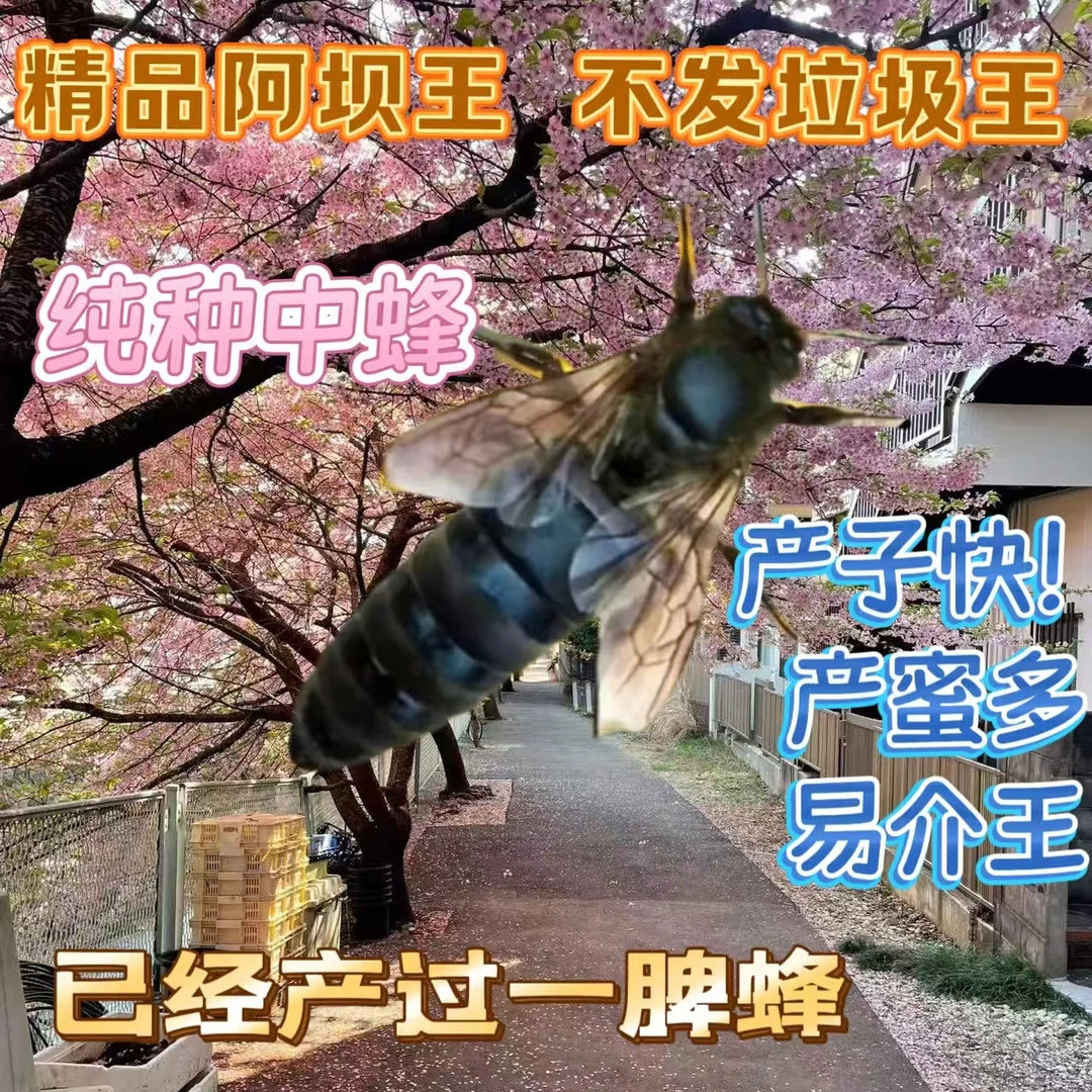 【已开产1年老王】中蜂蜂王开产王产卵蜂王蜜蜂种王伏牛王高产