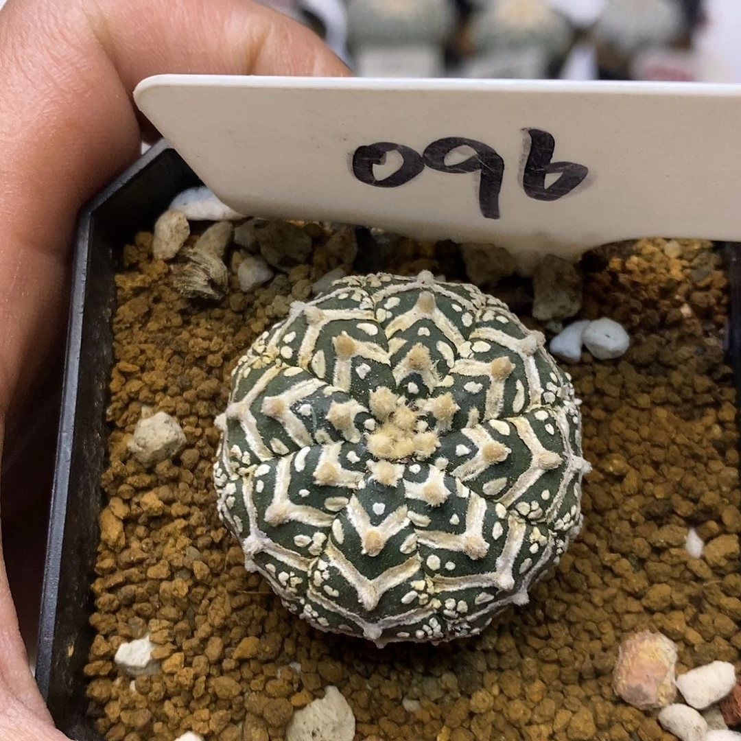 096福利特价来了福利