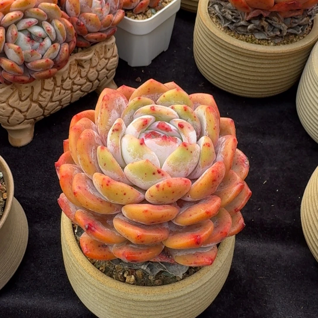 精控宝塔型单头橙子，带盆发货