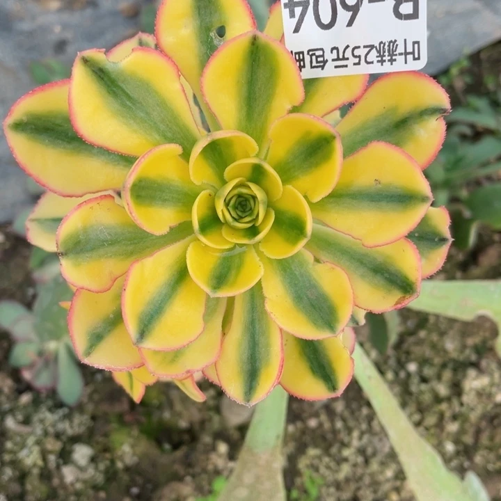 ?****?604太阳神不包掉头22345678