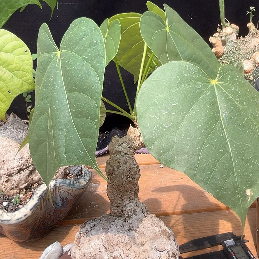 晨***&潮流植物 潮流植物