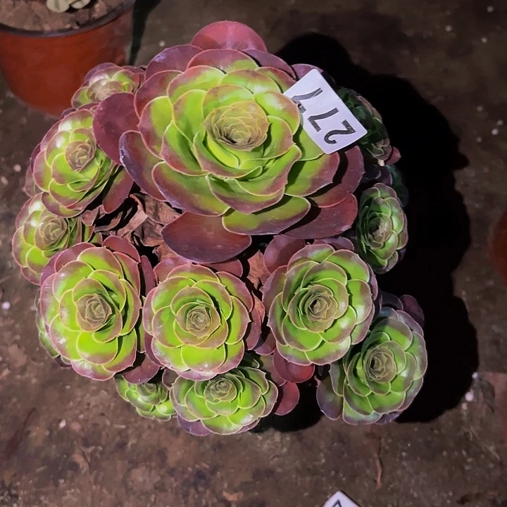 277魅金多肉植物不售后