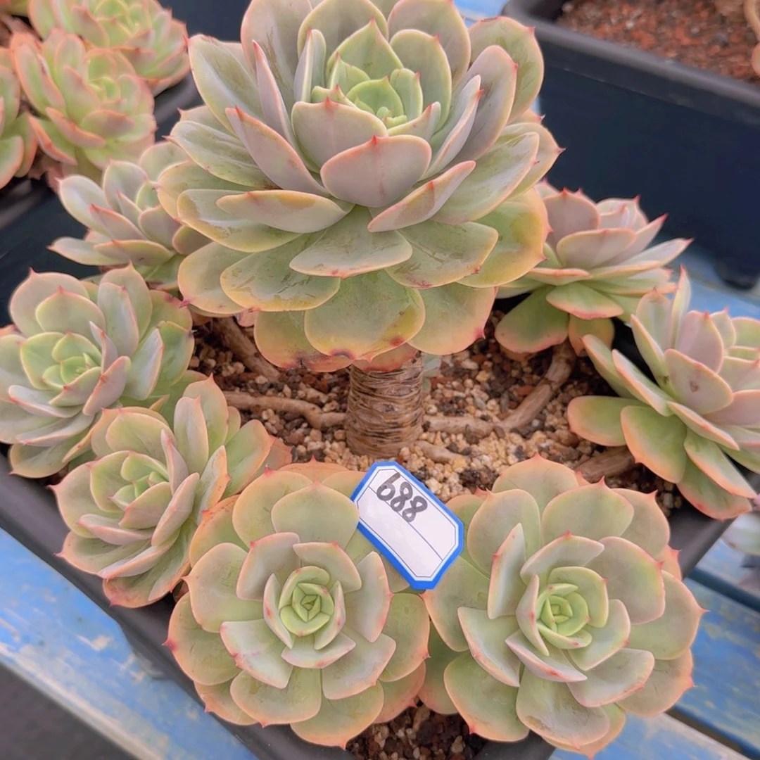 688白雪公主凡艺多肉