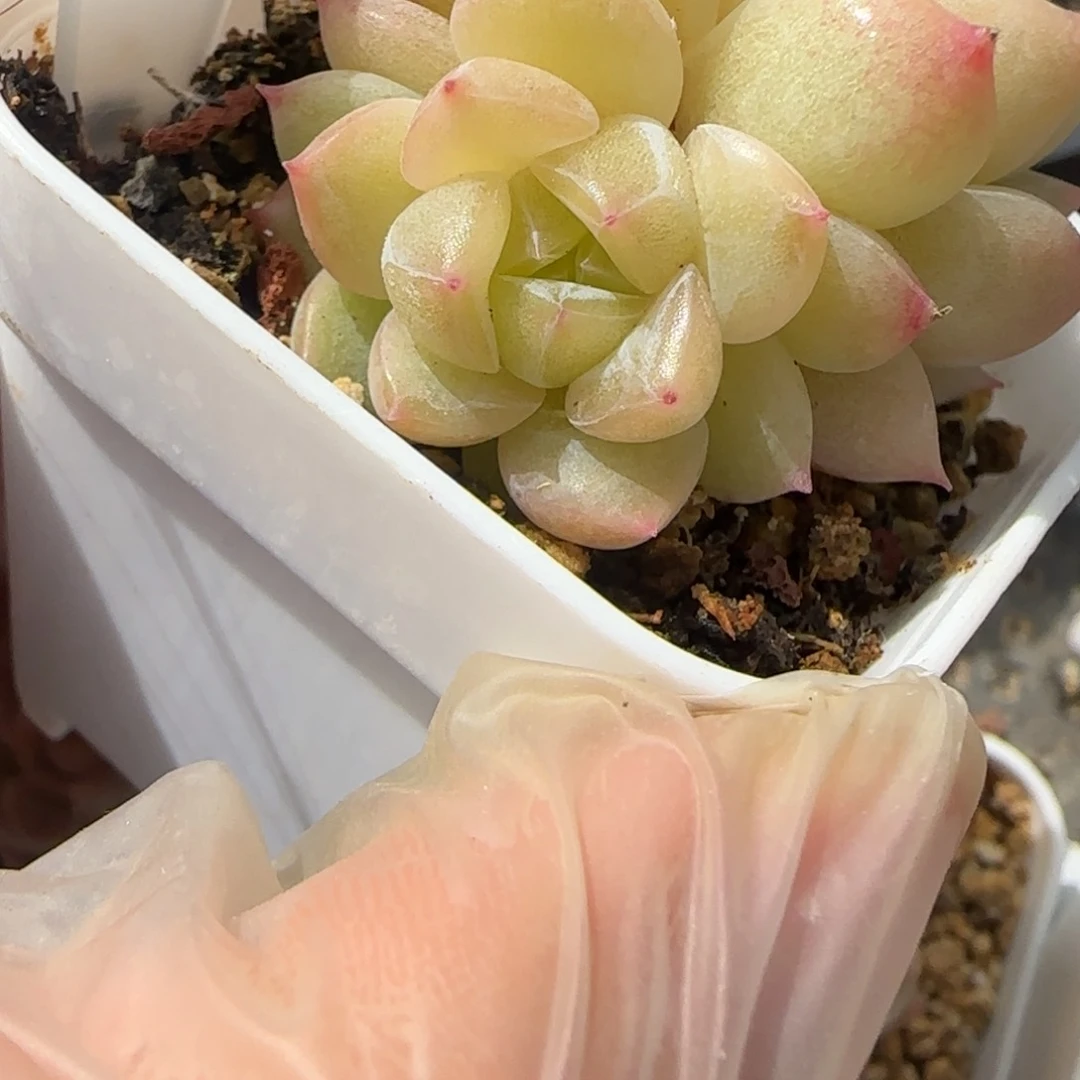 280东篱下多肉植物盆栽