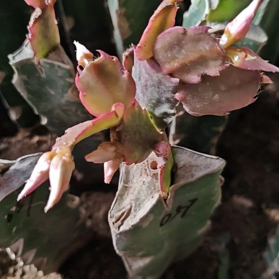 057嫁接零度之上包邮976