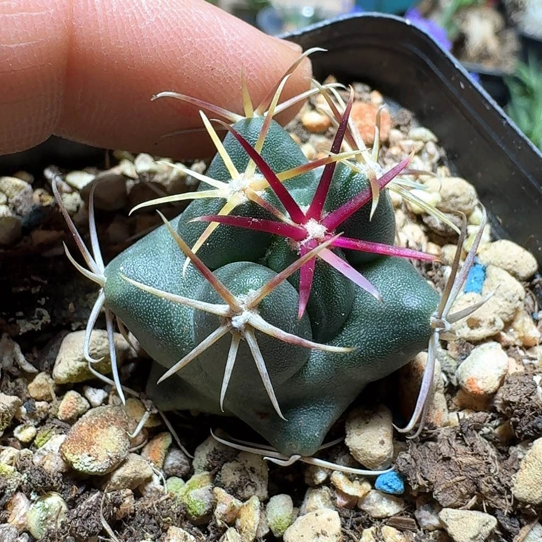 364强刺大红鹰脱土发货