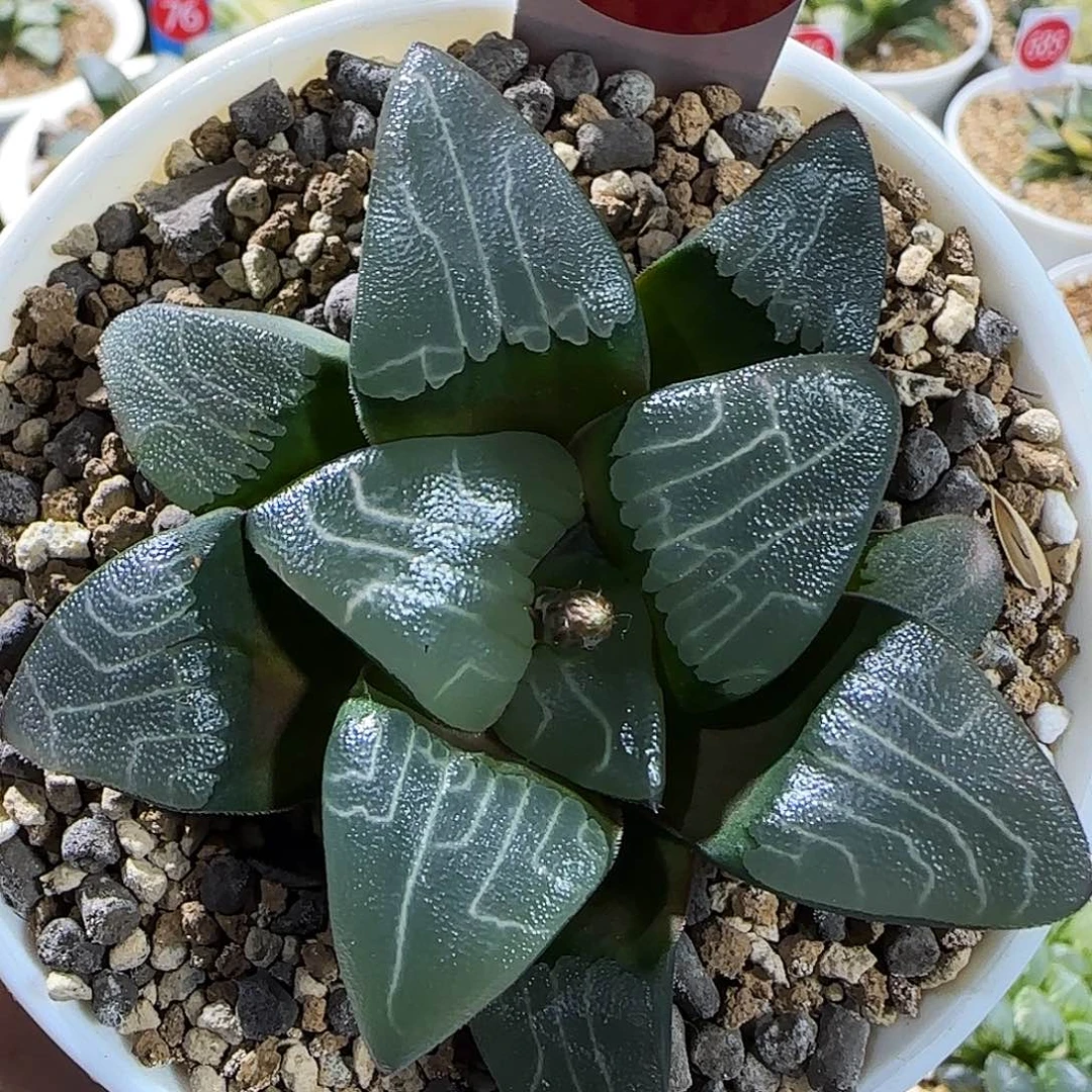 699号实生克一物一拍带盆土