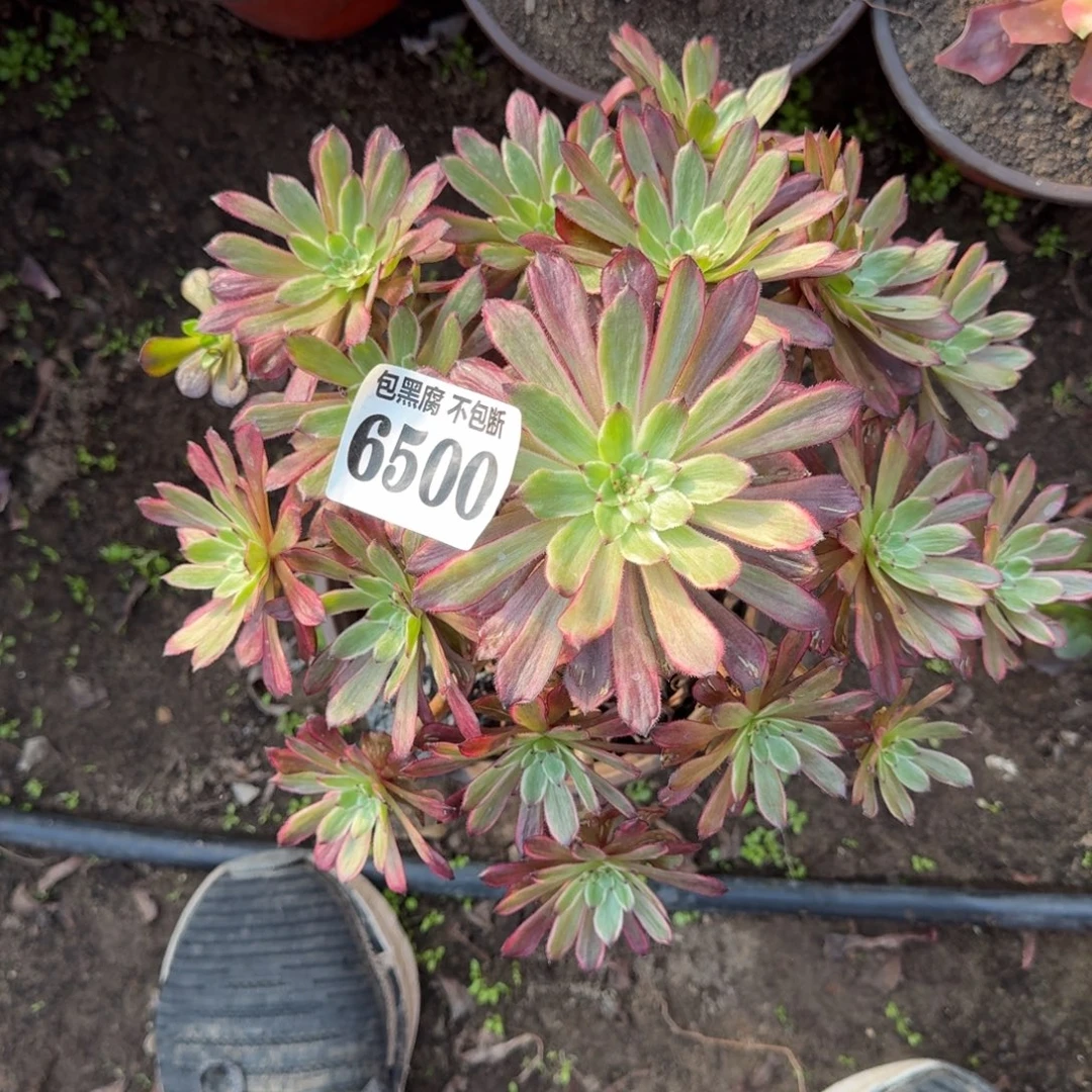 法师紫霞仙子6500 19-13