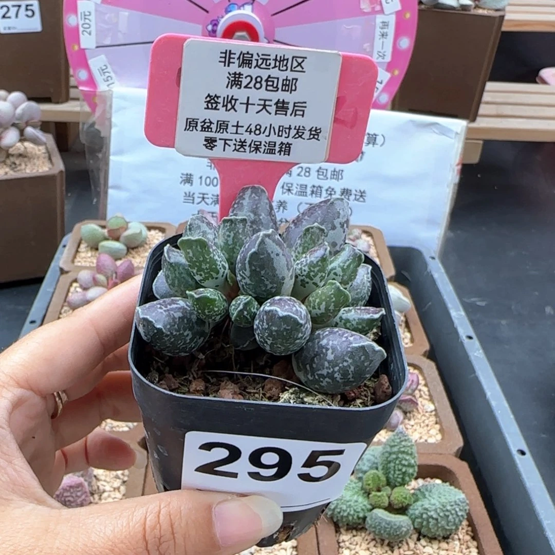 伏**。295二代紫海报多肉植物