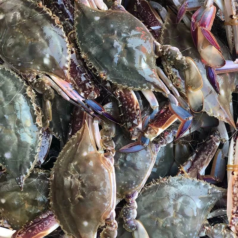 【码头直销】12只鲜活全母液氮速冻带箱4斤3-4两蒜苔妹妹专属