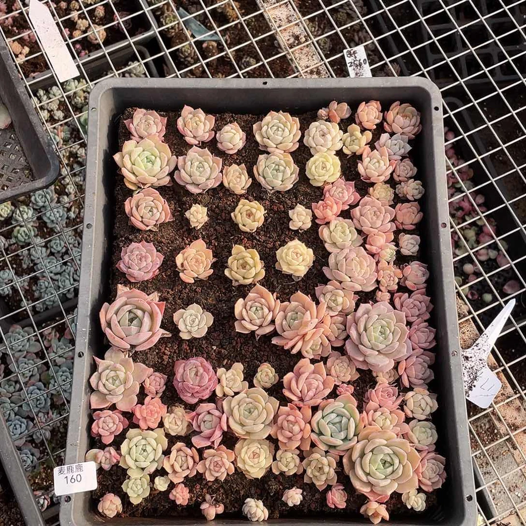 ꉂ***笑160。  定。