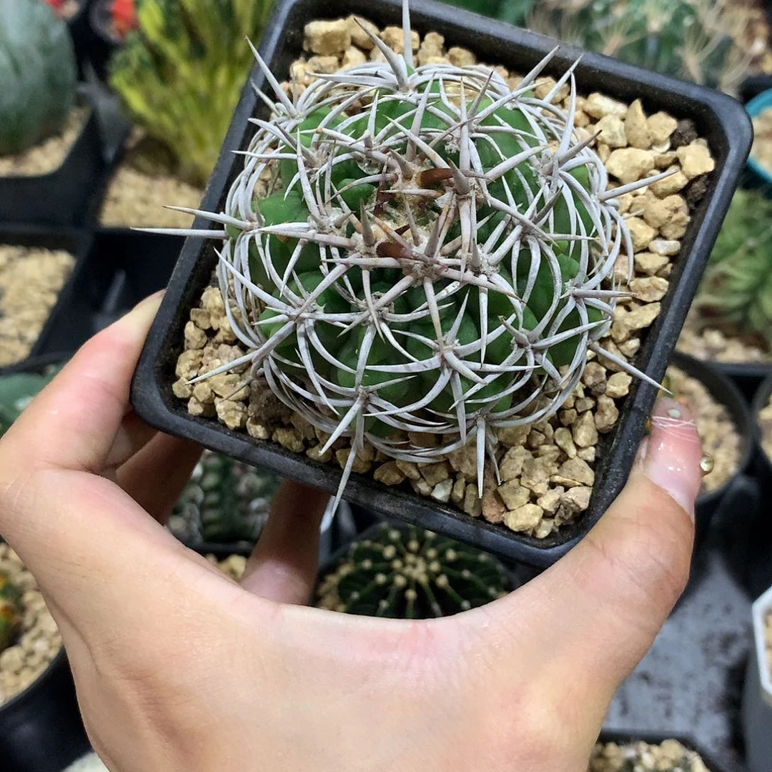 当前无花栽培后可以开花实生根包刺碧言玉
