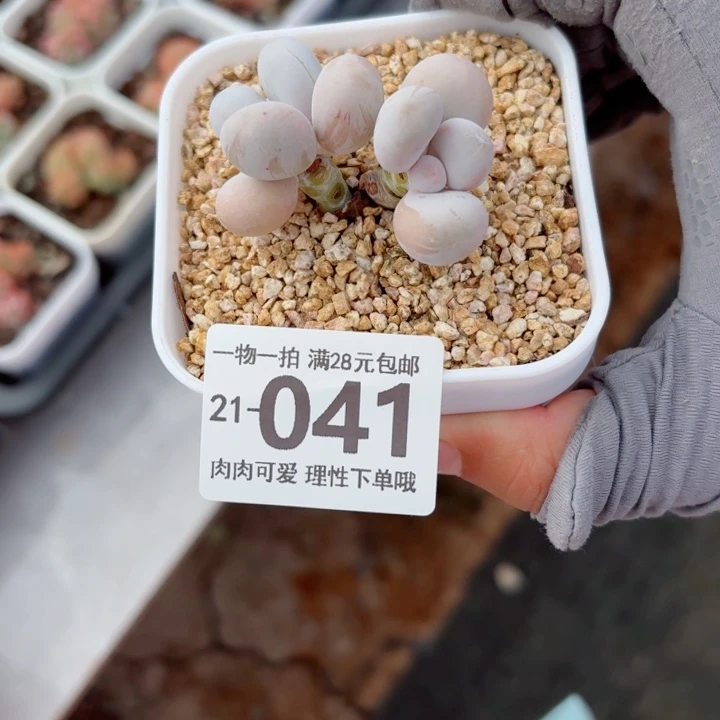 拉***丶蛋黄奶多肉无盆土发货多肉