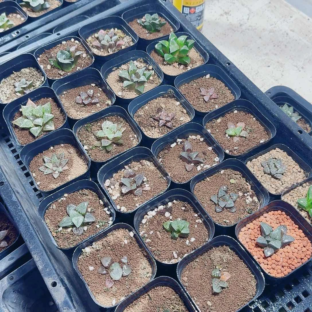 庄***庄十二卷实生特选福利24颗