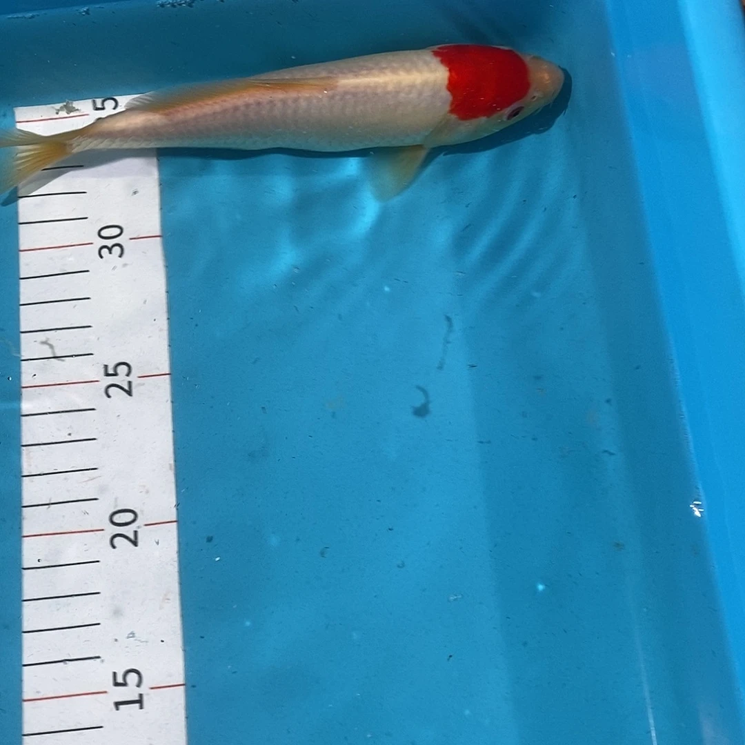 锦鲤红白大正三色锦鲤观赏鱼