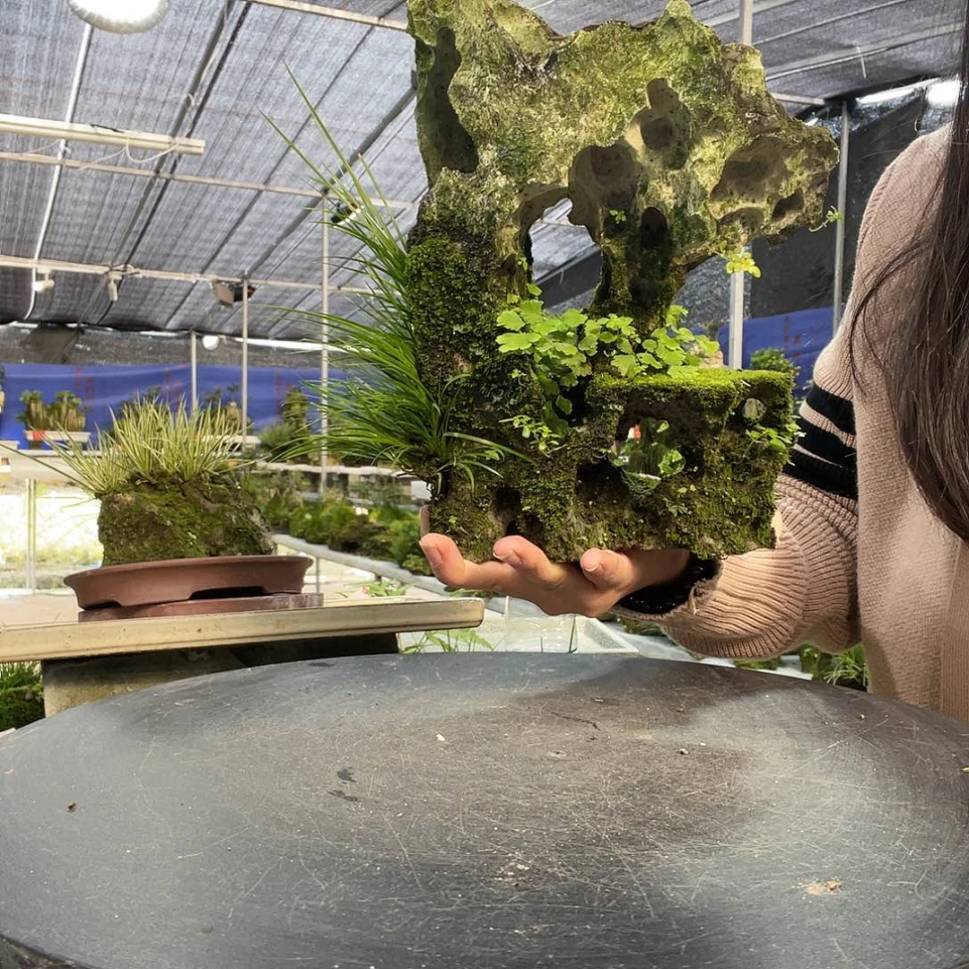 花***y当前无花栽培后可以开花