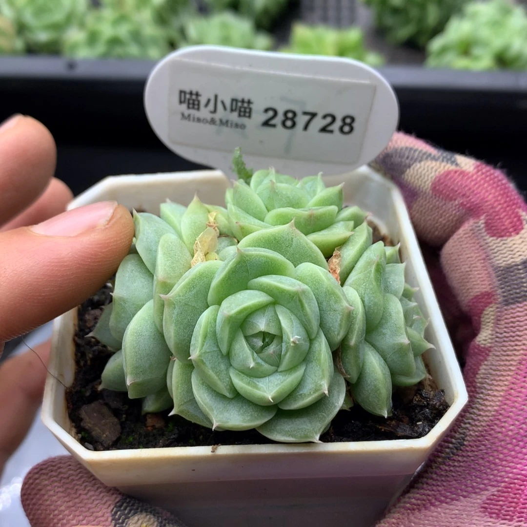 多肉植物麦秆珍妮