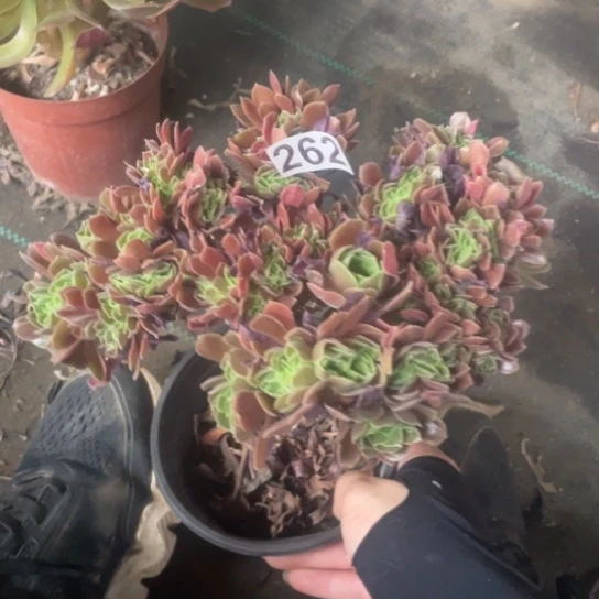 262柠檬玫瑰缀20厘米左右