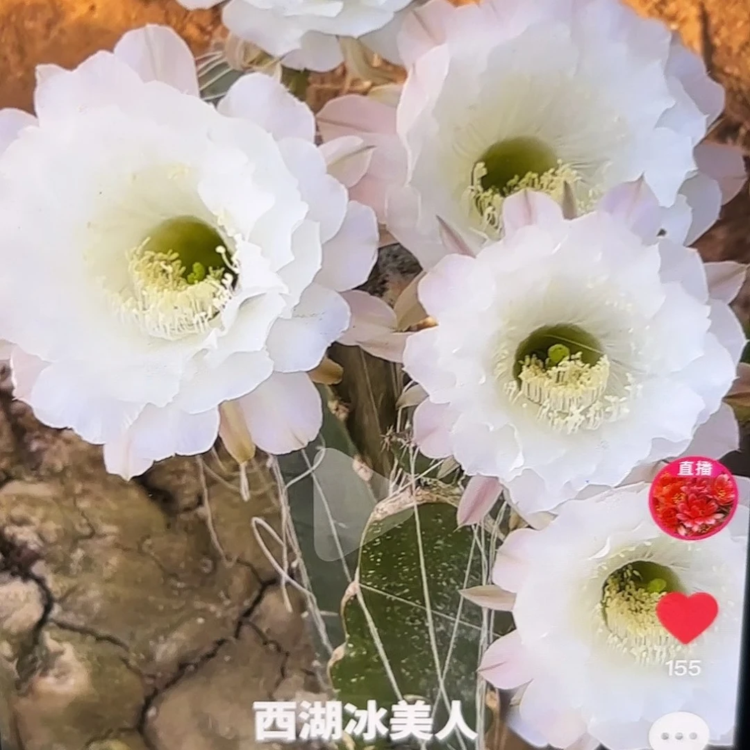 冰美人彩侧牙20包邮11