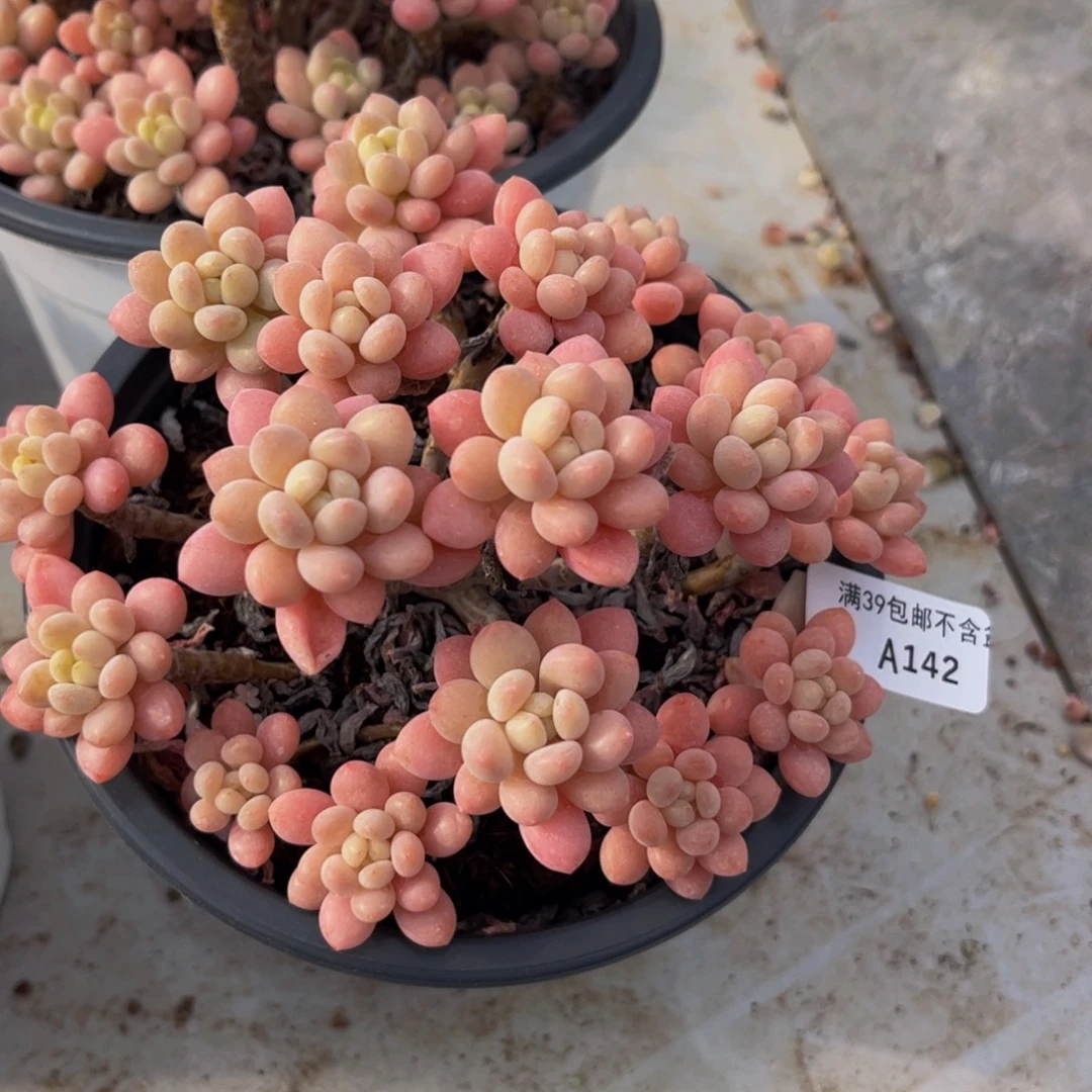 142/13cm鱼子酱多肉植物