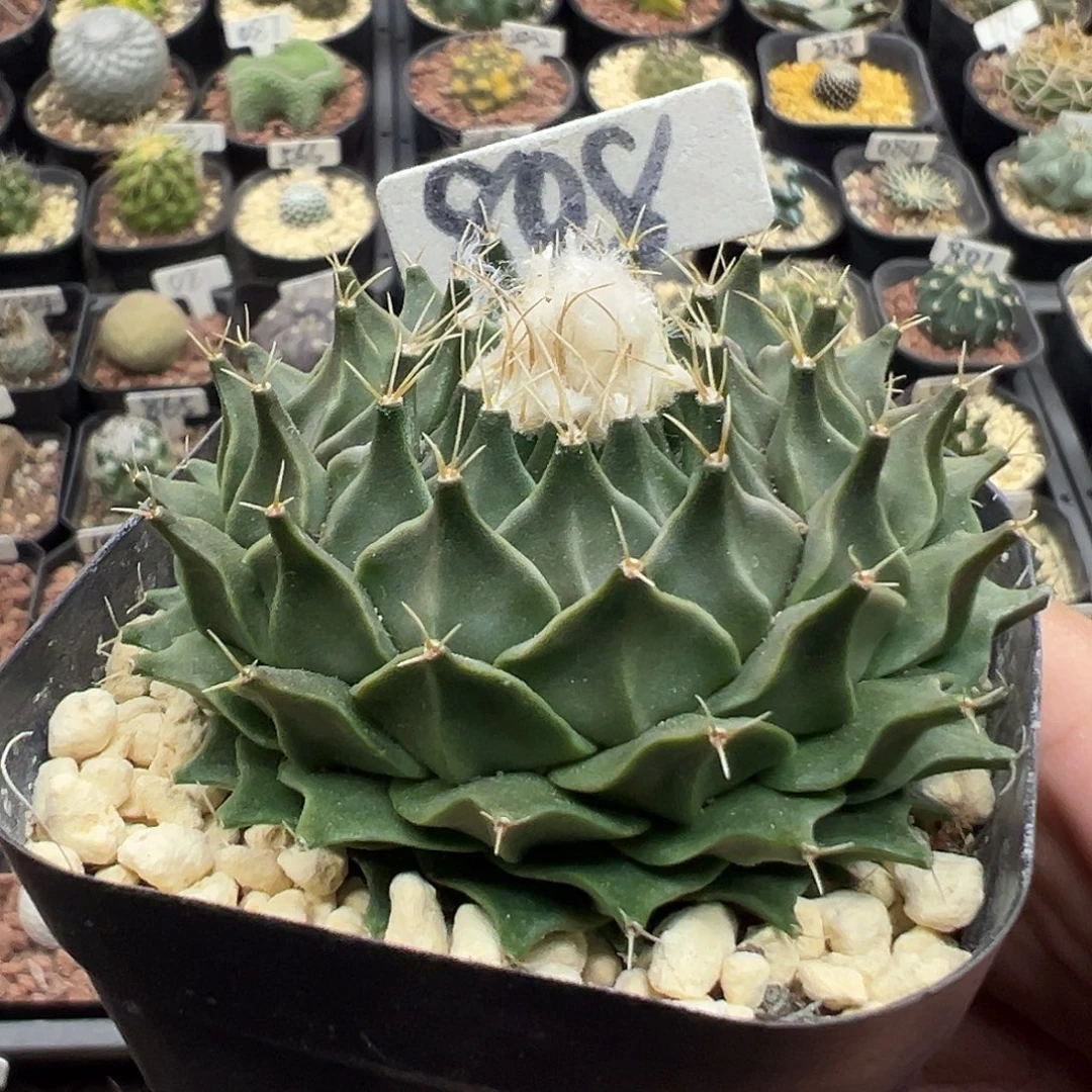 808实生帝冠啦啦啦啦