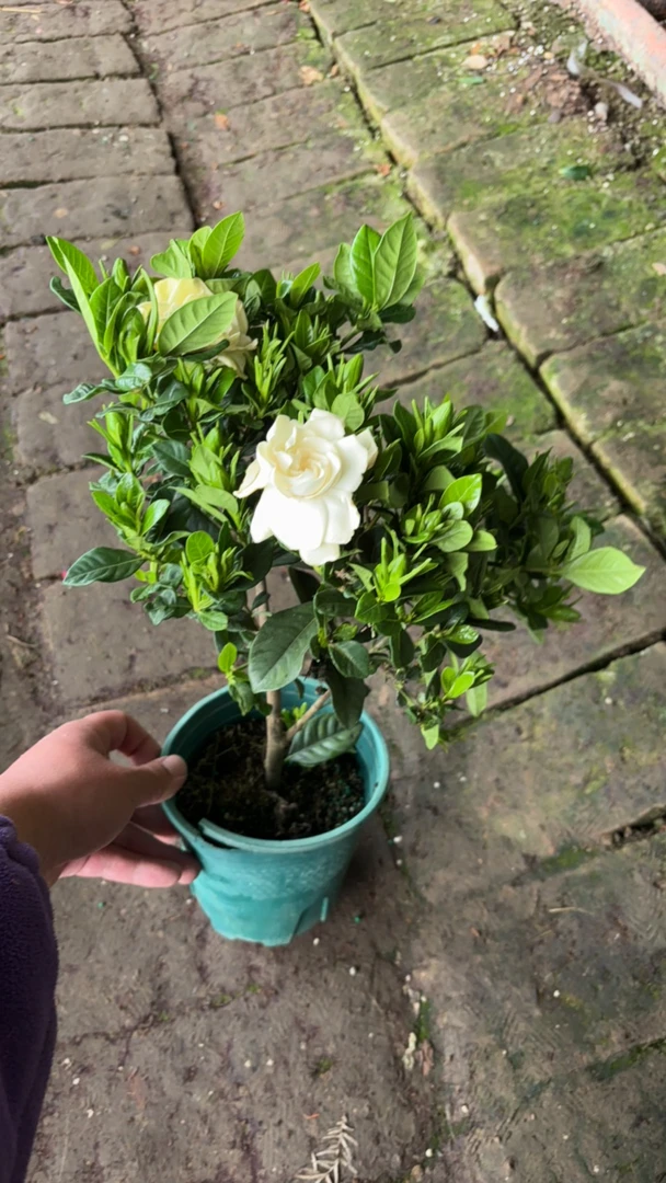 单杆栀子花 栀子花