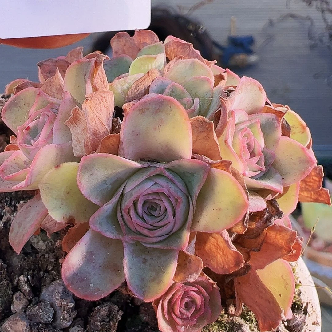 暖*?福袋 福袋 福袋。B537.537