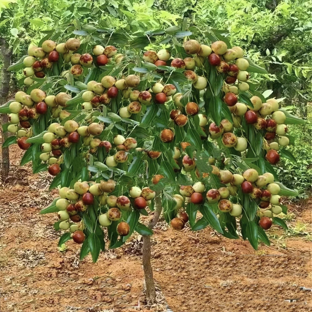 特大冰糖枣树苗新款冬枣树苗蟠枣耐寒耐旱南北方种植当年结果