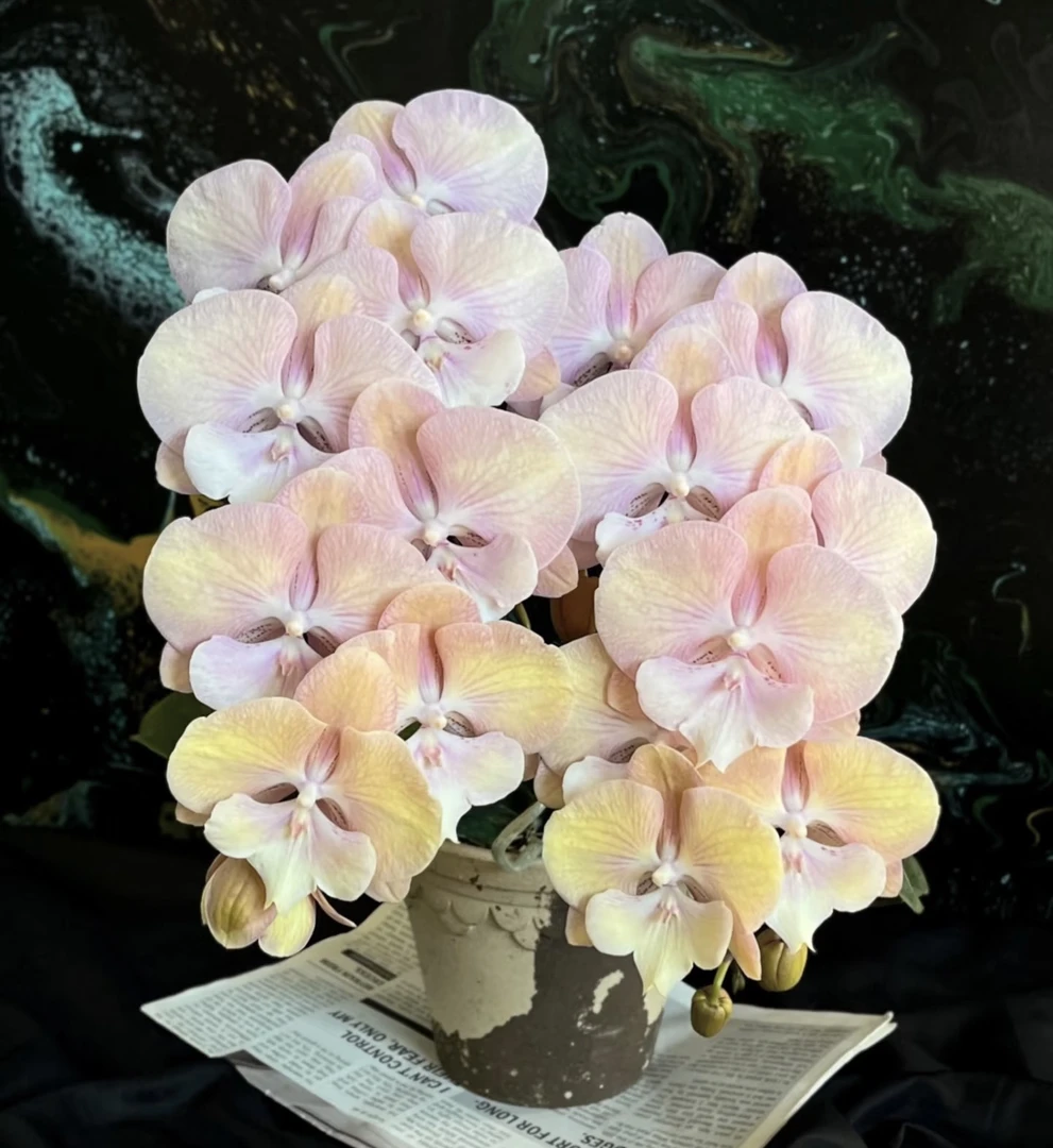 【彩虹独角兽-提拉米苏】蝴蝶兰苗，3.5寸水苔（无花无梗）