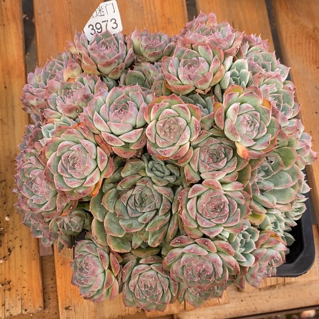 彩****杂交精品多肉3973~20厘米
