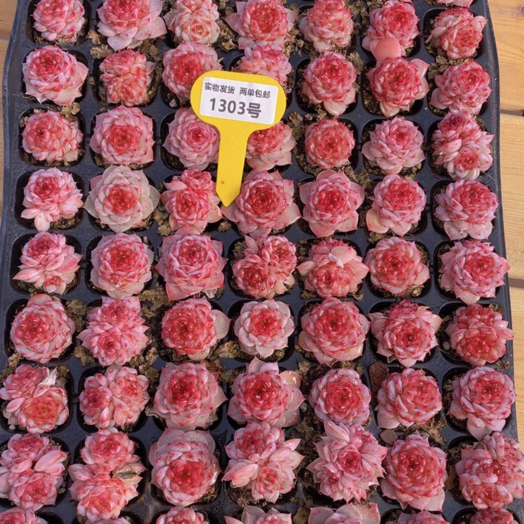 1303号 糖心天鹅绒单头双头混发7个