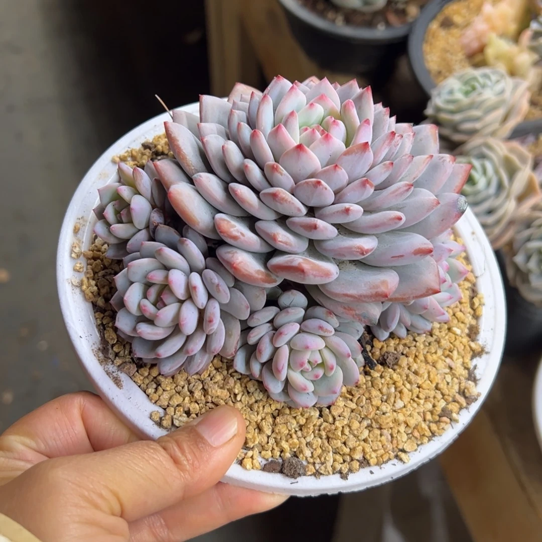 星星橙 群生 夏鸣园艺