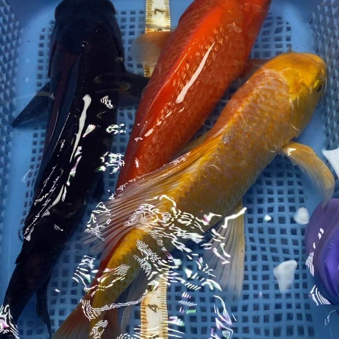 锦鲤冷水錦鯉包郵