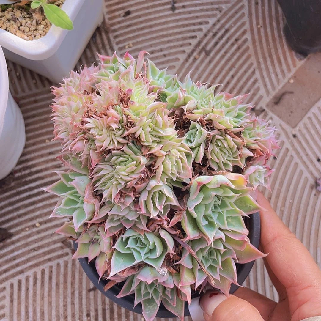 153。蓝丝绒缀化。