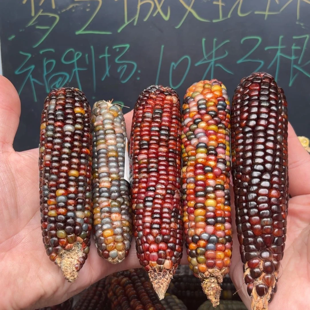 柏香籽/百香籽吊坠Q**C