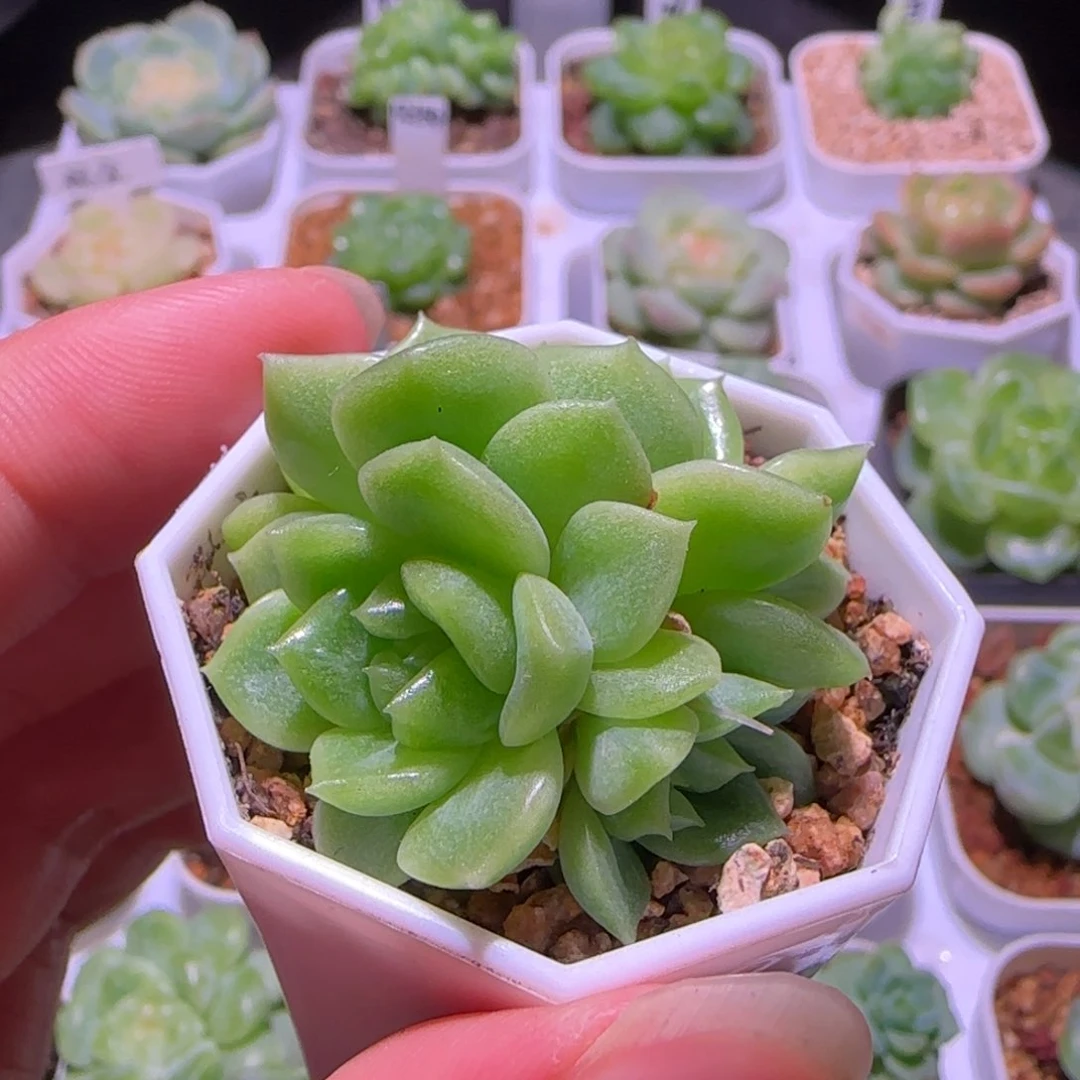 财富密码446，多肉植物