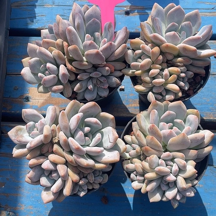 4盆香香多肉植物群生
