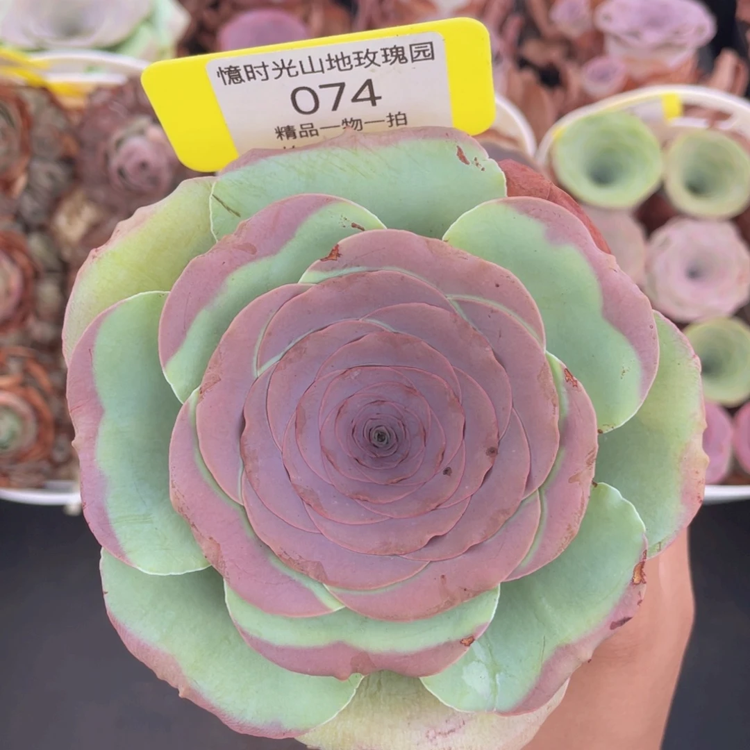 山地玫瑰074满38包邮裸根发货