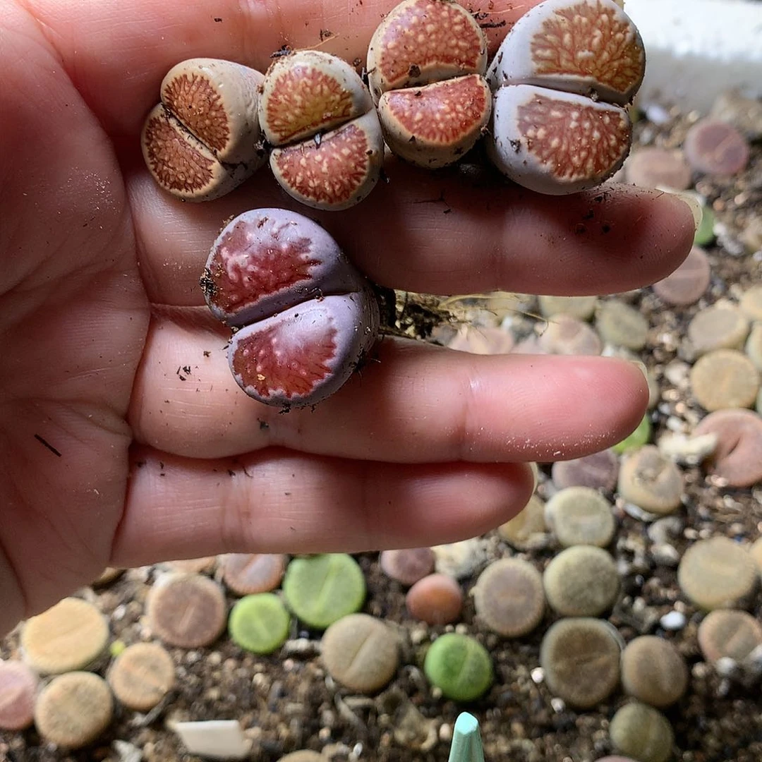 雪*E215多肉植物保护