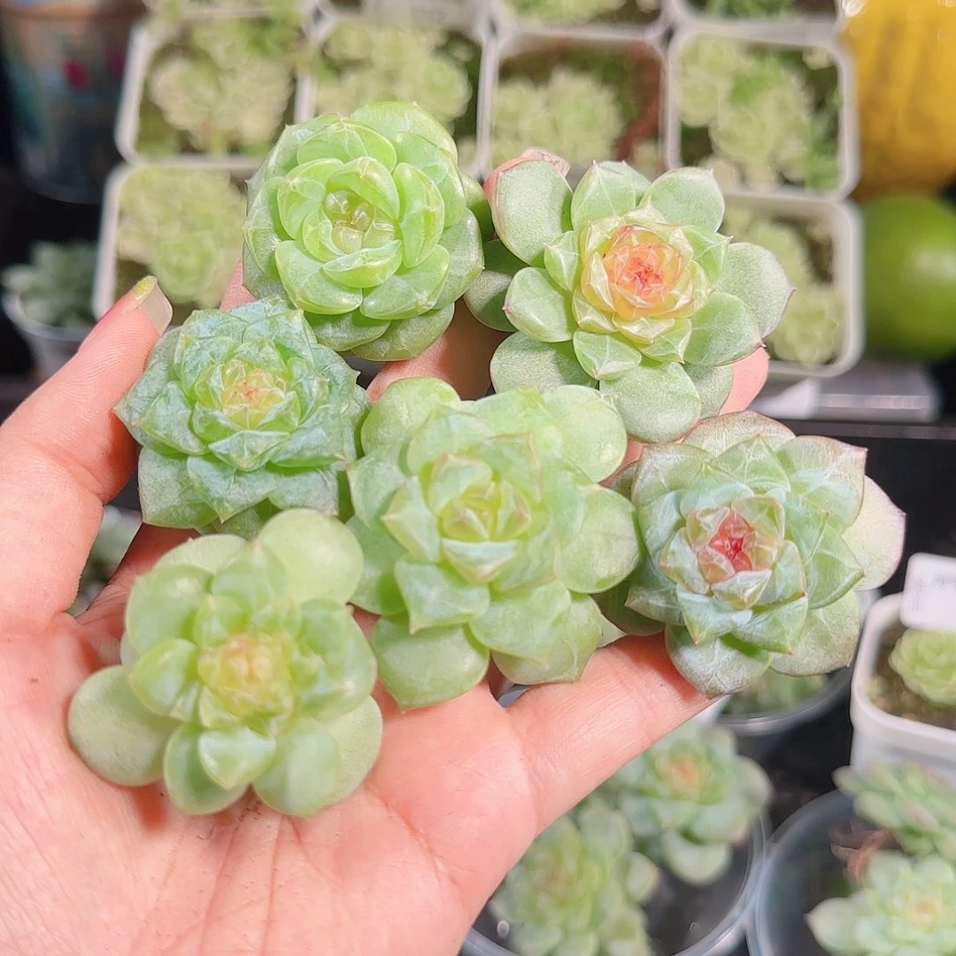 0916---186糖心珍妮
