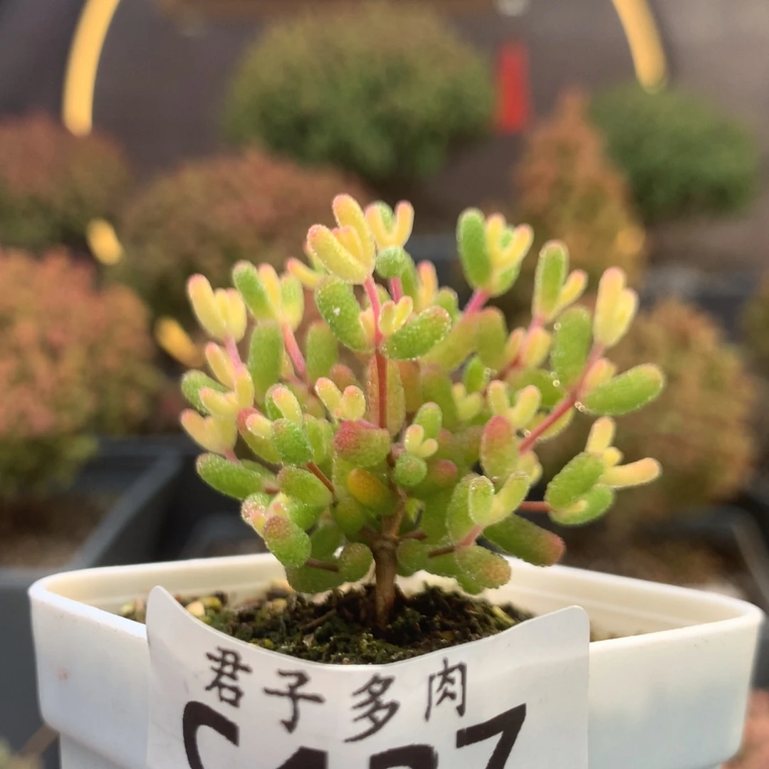 c437糖球粉锦枝干番杏