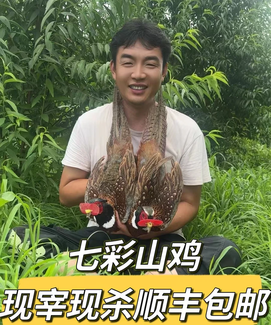 【粉丝福利】买二送一七彩山鸡 现宰现杀顺丰冷链包邮