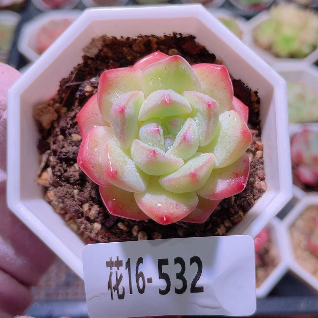 花利美16-532精选糖心