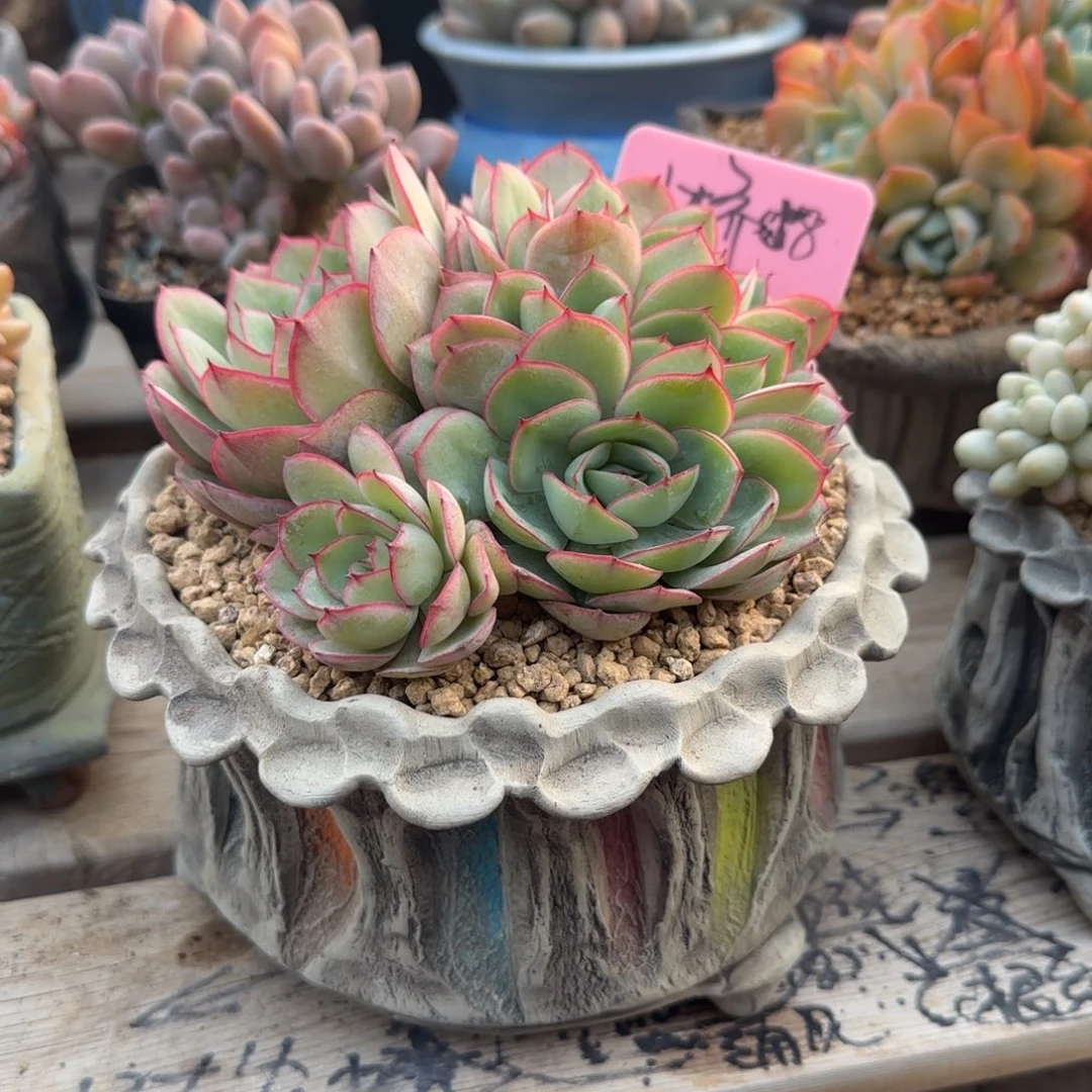 花盆多肉五十包邮两个