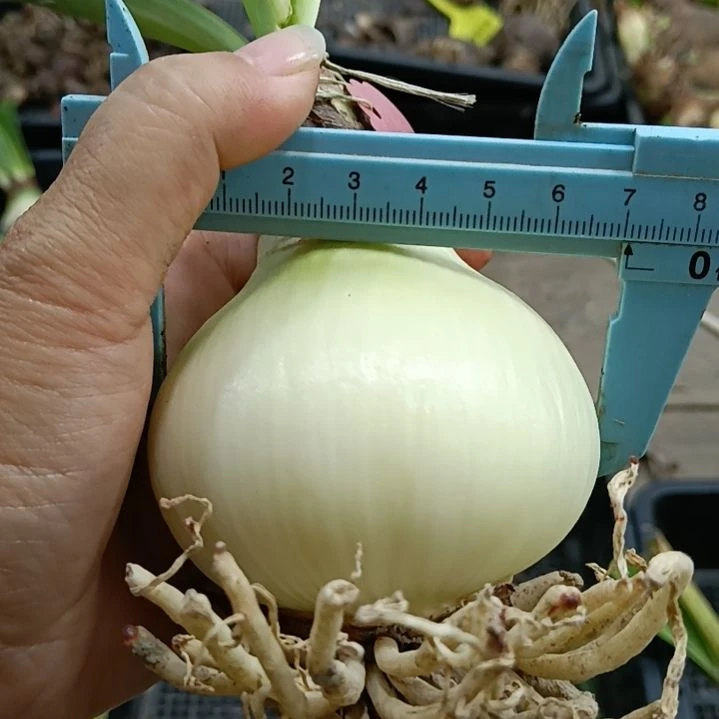 无花朵白鬼7+裸球发货